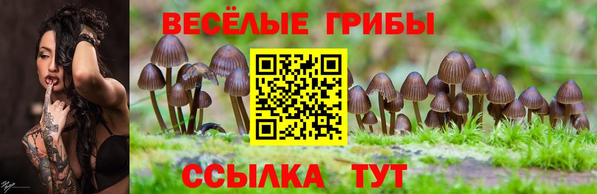 Псилоцибиновые грибы прущие грибы Великий Устюг